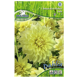 Blumenzwiebel Dahlie, Dahlia Hybrida, Blütenfarbe: gelb