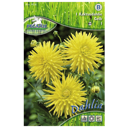 Blumenzwiebel Dahlie, Dahlia Hybrida, Blütenfarbe: gelb