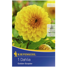 Blumenzwiebel Dahlie, Dahlia Hybrida, Blütenfarbe: gelb