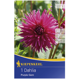 Blumenzwiebel Dahlie, Dahlia Hybrida, Blütenfarbe: lila