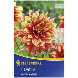 Blumenzwiebel Dahlie, Dahlia Hybrida, Blütenfarbe: mehrfarbig
