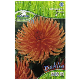 Blumenzwiebel Dahlie, Dahlia Hybrida, Blütenfarbe: orange