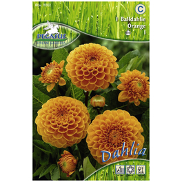 Blumenzwiebel Dahlie, Dahlia Hybrida, Blütenfarbe: orange