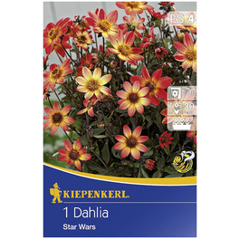 Blumenzwiebel Dahlie, Dahlia Hybrida, Blütenfarbe: orange