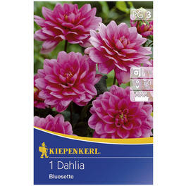 Blumenzwiebel Dahlie, Dahlia Hybrida, Blütenfarbe: pink