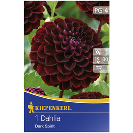 Blumenzwiebel Dahlie, Dahlia Hybrida, Blütenfarbe: purpurfarben