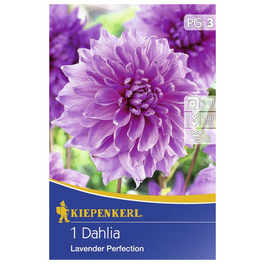 Blumenzwiebel Dahlie, Dahlia Hybrida, Blütenfarbe: rosa