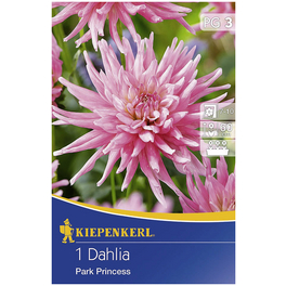Blumenzwiebel Dahlie, Dahlia Hybrida, Blütenfarbe: rosa