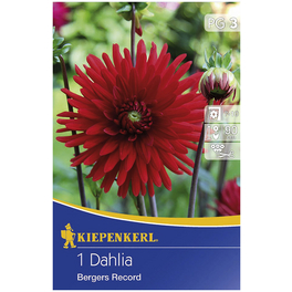 Blumenzwiebel Dahlie, Dahlia Hybrida, Blütenfarbe: rot