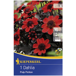 Blumenzwiebel Dahlie, Dahlia Hybrida, Blütenfarbe: rot