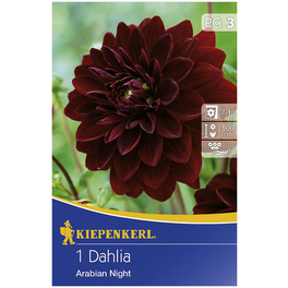 Blumenzwiebel Dahlie, Dahlia Hybrida, Blütenfarbe: rot