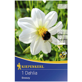 Blumenzwiebel Dahlie, Dahlia Hybrida, Blütenfarbe: weiß