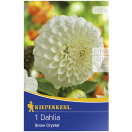 Blumenzwiebel Dahlie, Dahlia Hybrida, Blütenfarbe: weiß