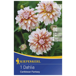 Blumenzwiebel Dahlie, Dahlia Hybrida »Caribbean Fantasy«, Blütenfarbe: mehrfarbig