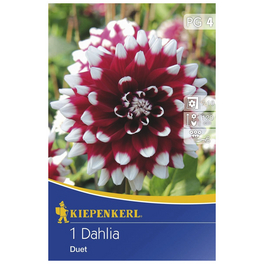 Blumenzwiebel Dahlie, Dahlia Hybrida »Duet«, Blütenfarbe: rot/weiß