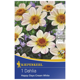 Blumenzwiebel Dahlie, Dahlia Hybrida »Happy Days Cream White«, Blütenfarbe: creme