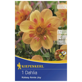 Blumenzwiebel Dahlie, Dahlia Hybrida »Kelsey Annie Joy«, Blütenfarbe: lachsfarben