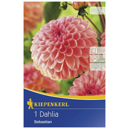 Blumenzwiebel Dahlie, Dahlia Hybrida »Sebastian«, Blütenfarbe: lachsfarben