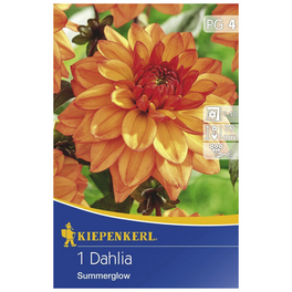Blumenzwiebel Dahlie, Dahlia Hybrida »Summerglow«, Blütenfarbe: orange