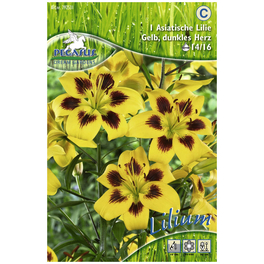 Blumenzwiebel Lilie, Lilium Hybrida, Blütenfarbe: gelb