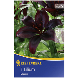 Blumenzwiebel Lilie, Lilium Hybrida, Blütenfarbe: purpurfarben