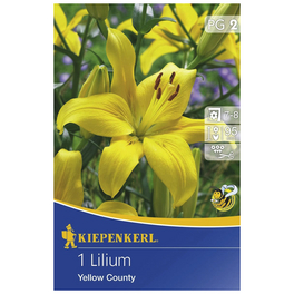 Blumenzwiebel Lilie, Lilium Hybrida »Yellow County«, Blütenfarbe: gelb