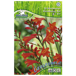 Blumenzwiebel Montbretie, Crocosmia crocosmiiflora, Blütenfarbe: rot