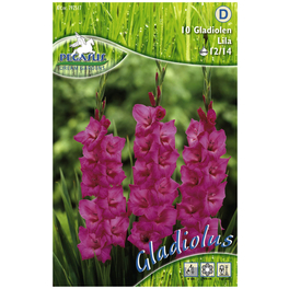 Blumenzwiebel Schwertblume, Gladiolus Hybrida, Blütenfarbe: lila