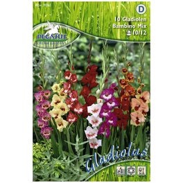Blumenzwiebel Schwertblume, Gladiolus Hybrida, Blütenfarbe: mehrfarbig