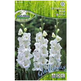 Blumenzwiebel Schwertblume, Gladiolus Hybrida, Blütenfarbe: weiß