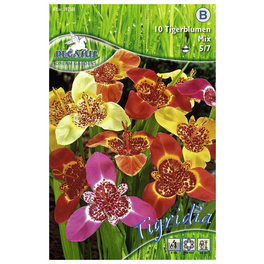 Blumenzwiebel Tigerblume, Tigridia pavonia, Blütenfarbe: mehrfarbig