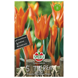 Blumenzwiebel, Tulipa x hybrida »Ballerina«, Blüte: orange