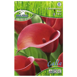 Blumenzwiebel Zantedeschie, Zantedeschia Hybrida, Blütenfarbe: rot