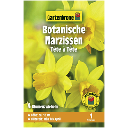 Blumenzwiebeln Botanische Narzisse, Narcissus Cyclamineus »Tête à Tête«, Blüte: gelb