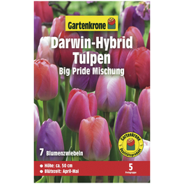 Blumenzwiebeln Darwin-Hybrid-Tulpe, Tulipa x hybrida »Big Pride Mischung«, Blüte: zweifarbig
