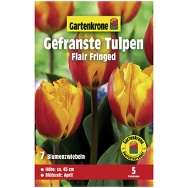 Blumenzwiebeln Gefranste Tulpe, Tulipa x hybrida »Flair Fringed«, Blüte: zweifarbig