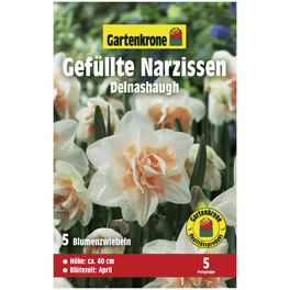 Blumenzwiebeln Gefüllte Narzisse, Narcissus pseudonarcissus »Delnashaugh«, Blüte: zweifarbig