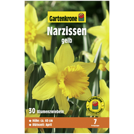 Blumenzwiebeln Narzisse, Narcissus pseudonarcissus, Blüte: gelb