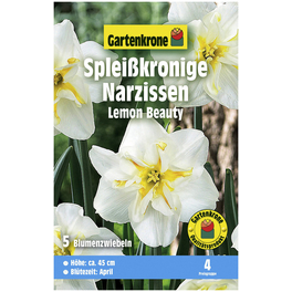 Blumenzwiebeln Narzisse, Narcissus pseudonarcissus »Lemon Beauty«, Blüte: zweifarbig