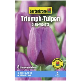 Blumenzwiebeln Triumph-Tulpe, Tulipa x hybrida, Blüte: blau