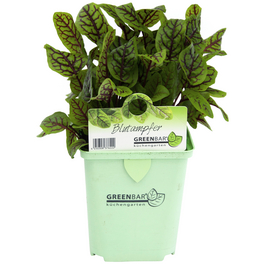 Blutampfer 3er Set, Rumex Sanguineus, im Topf Blutampfer 3er Set, Rumex Sanguineus, im Topf