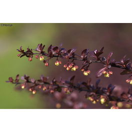 Blutberberitze, Berberis thunbergii »Atropurpurea«, Blätter: dunkelrot, Blüten: gelb