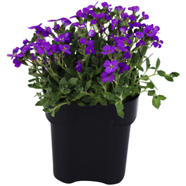 Bodendecker »Aubrieta Stadtpark«, blau, winterhart