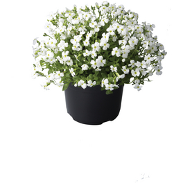 Bodendecker »Aubrieta«, weiß, winterhart Bodendecker »Aubrieta«, weiß, winterhart