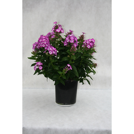 Bodendecker »Phlox subulata«, rosa, winterhart