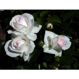 Bodendecker-Rose 'Aspirin Rose', Rosa hybrida, Blüten: weiß