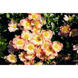 Bodendecker-Rose Bienenweide, Rosa hybrida, Blüte: apricot-rosa, einfach