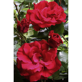 Bodendecker-Rose 'Heidefeuer', Rosa hybrida, Blüten: rot