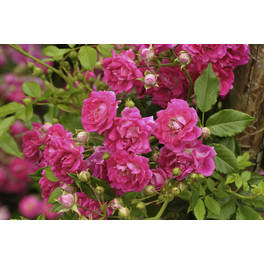 Bodendecker-Rose 'Heidetraum', Rosa hybrida, Blüten: kaminrosarot