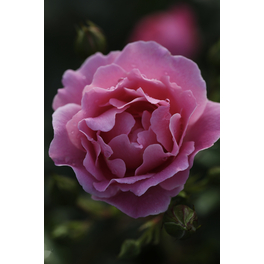 Bodendecker-Rose 'Sommerwind', Rosa hybrida, Blüten: reinrosa